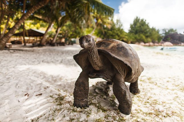 Aldabra Tortoise on Curieuse Island