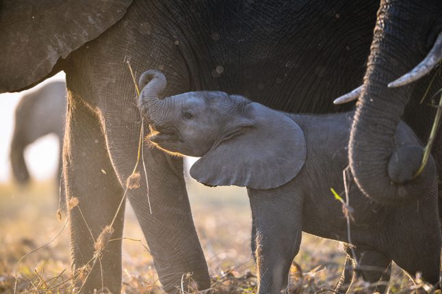 Etosha