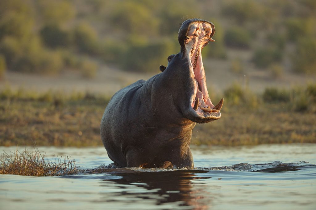 hippo Hippopotamus Opening Mouth