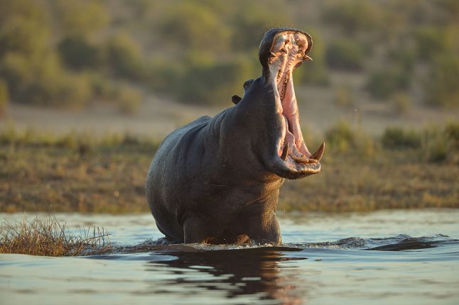 Hippopotamus Opening Mouth