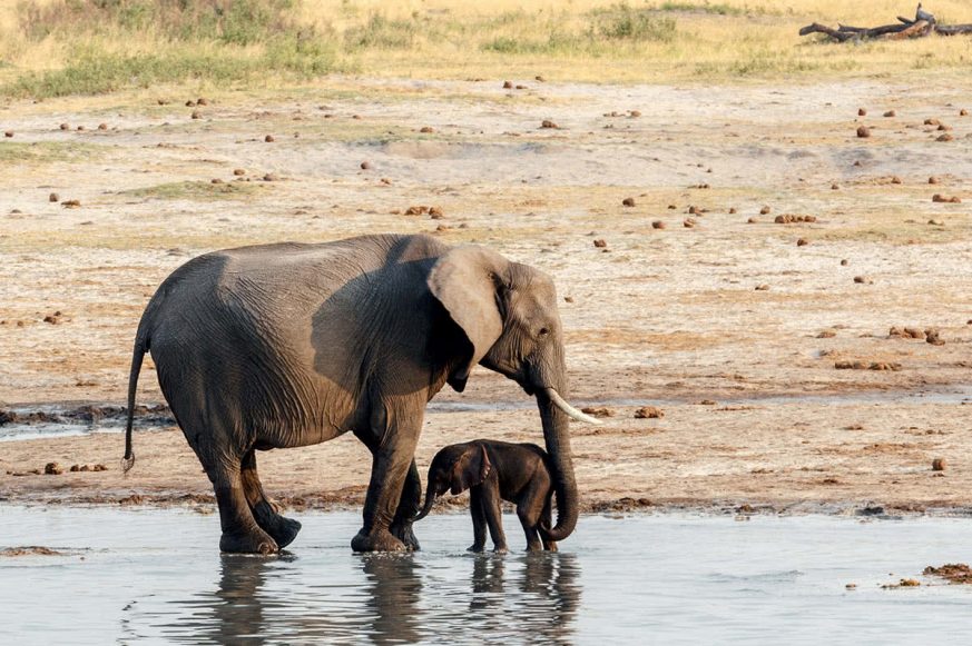 African Elephants with Baby Elephant Drinking at Waterhole Hwange National Park