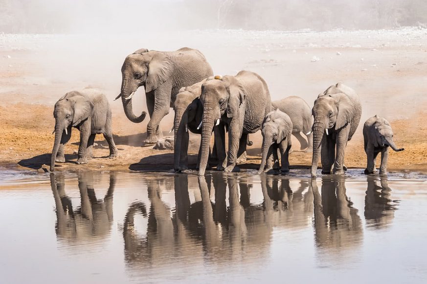 Family of African Elephants Drinking at a Waterhole in Etosha National Park