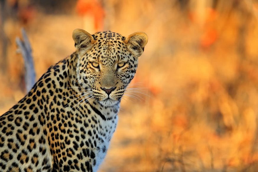 African Leopard