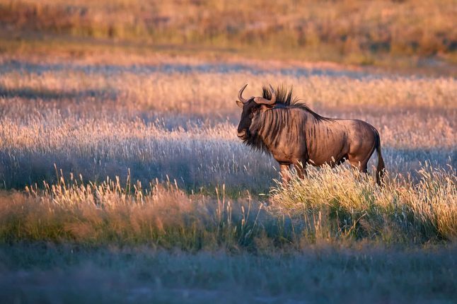 Antelope in Grassy Area