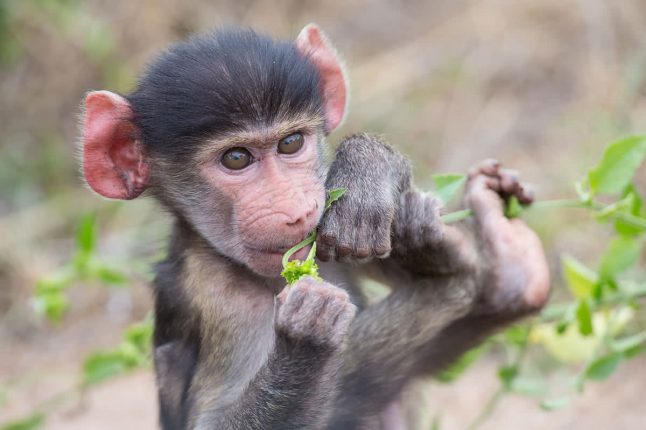 Baby Baboon