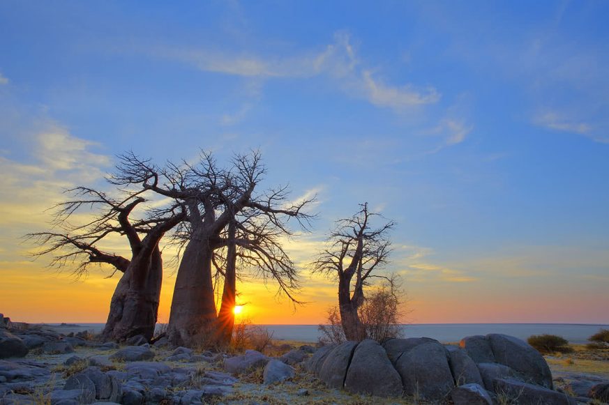 baobab-sunrise Boabab at Sunrise with Coastal View