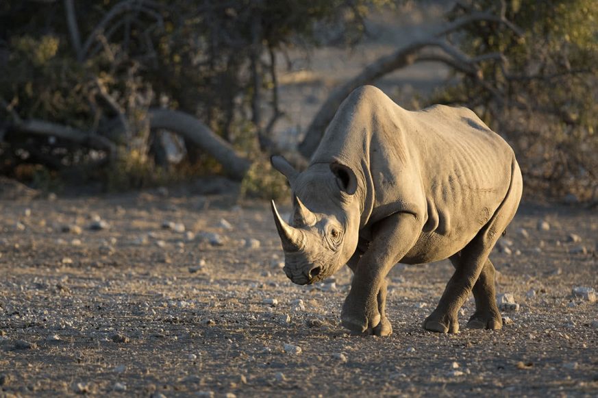 black-rhino Black Rhino