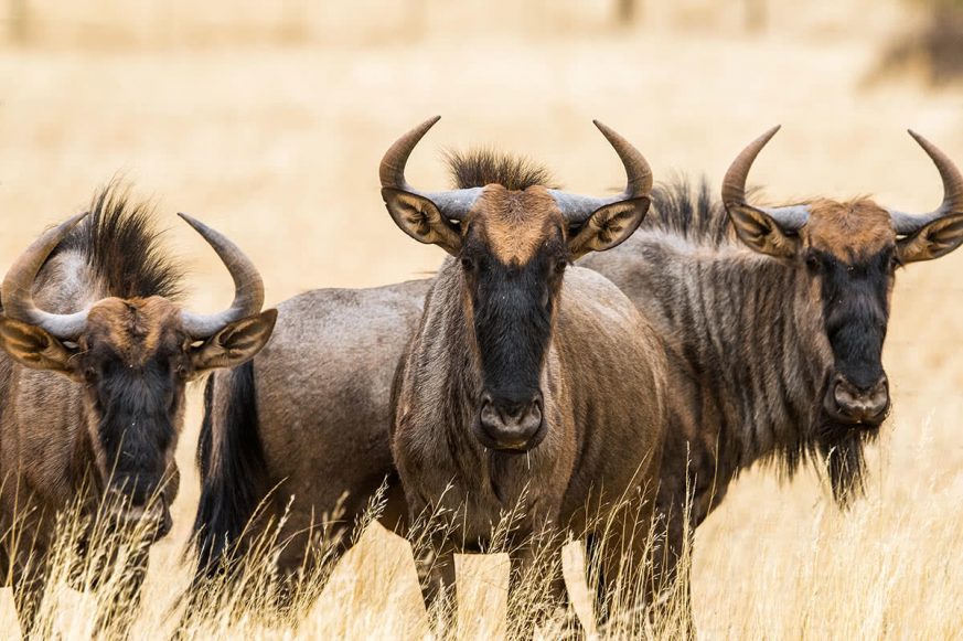 blue-wildebeests Three Blue Wildebeests