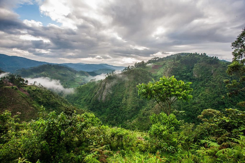 Bwindi Impenetrable Forest National Park