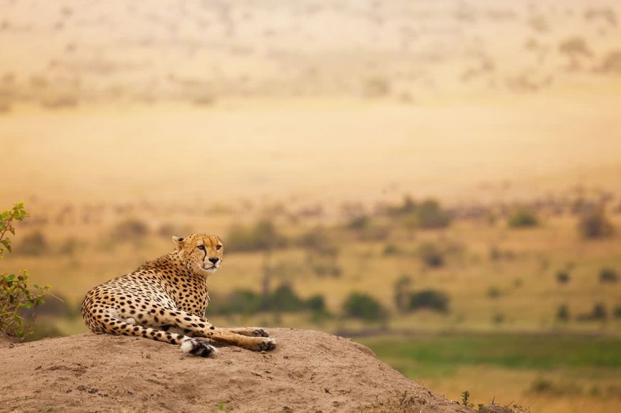 cheetah-hill Adult African Cheetah Laying on the Hill