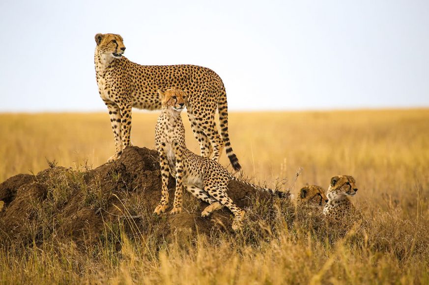 Cheetah, Serengeti National Park, Tanzania