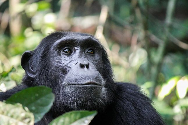 chimpanzee Chimpanzee, Kibale Forest National Park, Rwenzori Mountains, Uganda, Africa