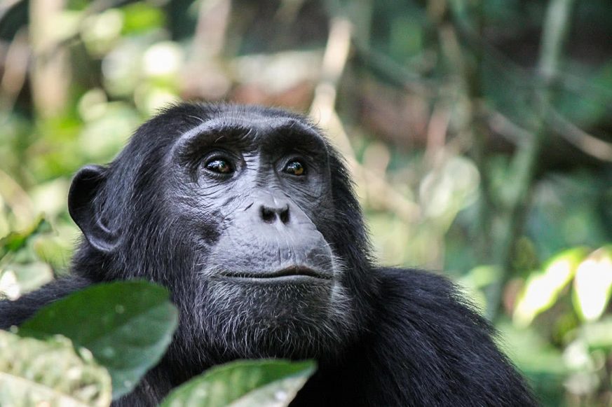 chimpanzee Chimpanzee, Kibale Forest National Park, Rwenzori Mountains, Uganda, Africa