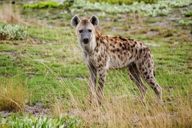 Curious Hyena