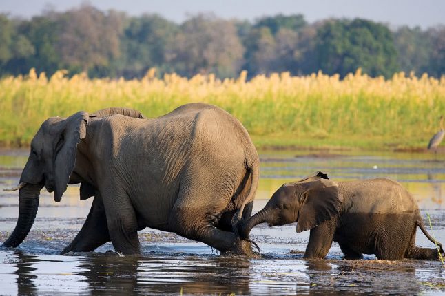 elephant-crossing Elephants Crossing River