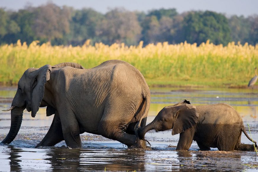 Elephants Crossing River