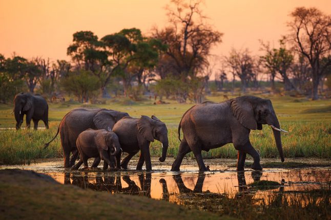Herd of Elephants Walking Through Water
