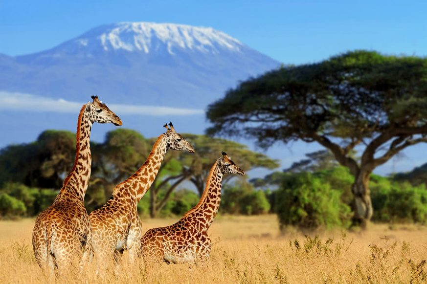 giraffes Giraffes with Mt. Kilimanjaro in the Background