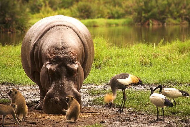 Hippo Eating