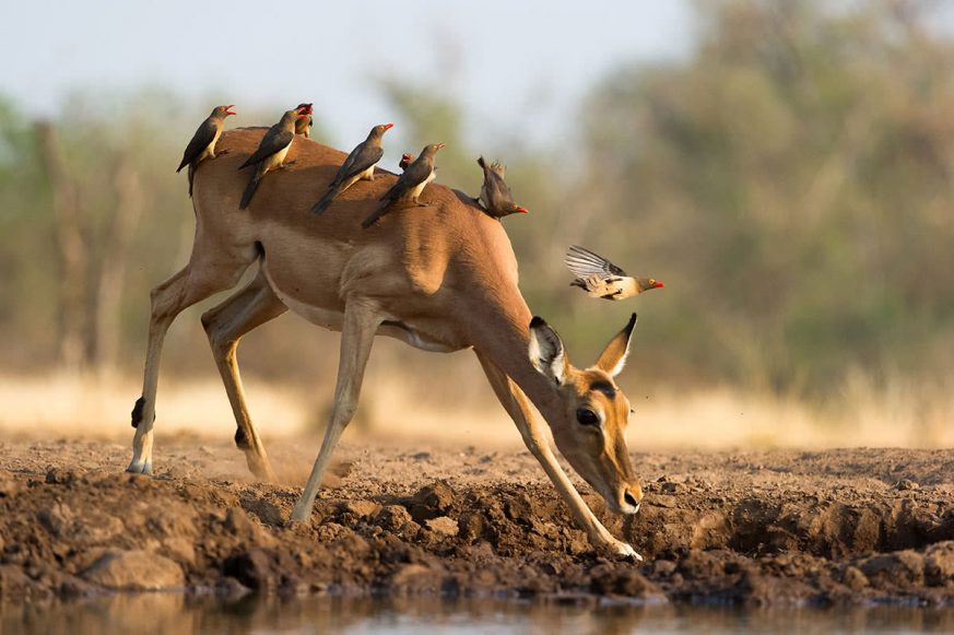 impala Impala