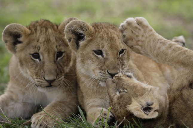 Lion Cubs Playing