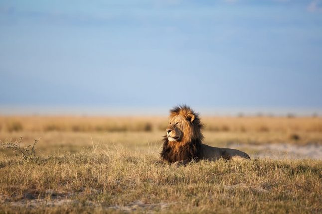 African Lion in Savanna