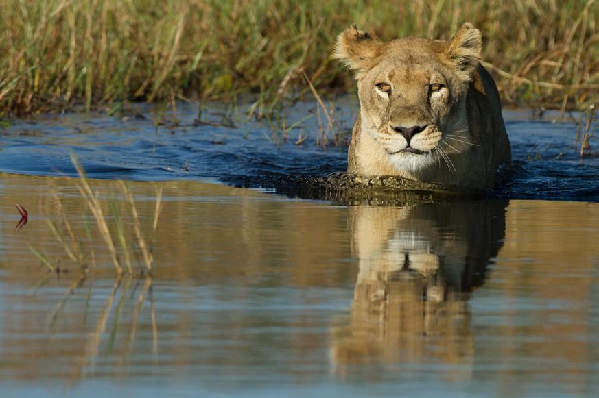 lion-water Lion in Water