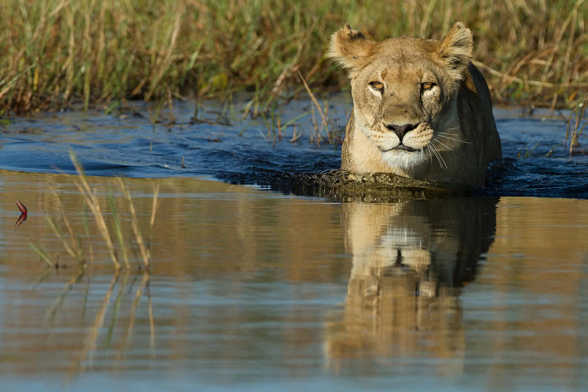 Lion in Water