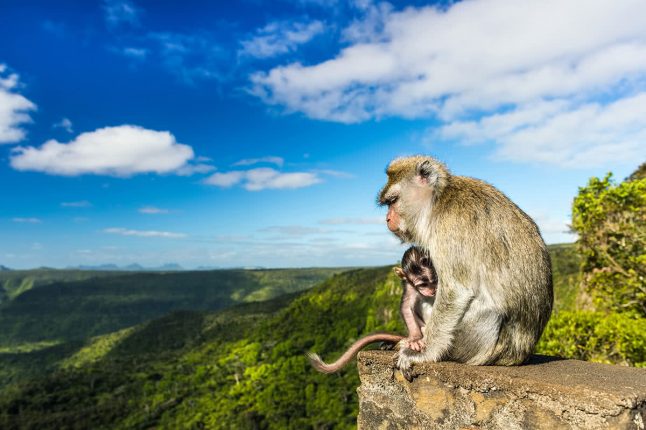 monkeys-gorge Monkeys at the Gorges Viewpoint. Black River Gorges National Park, Mauritius