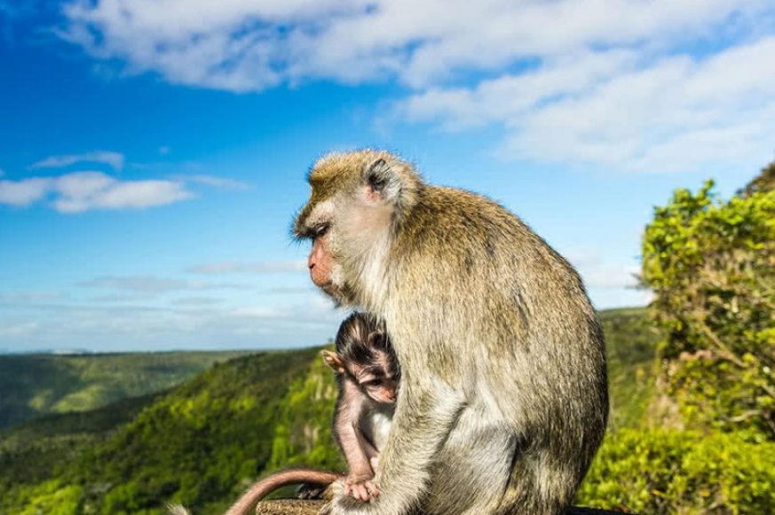 monkeys-gorge Monkeys at the Gorges Viewpoint. Black River Gorges National Park, Mauritius