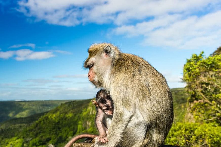 Monkeys at the Gorges Viewpoint. Black River Gorges National Park, Mauritius