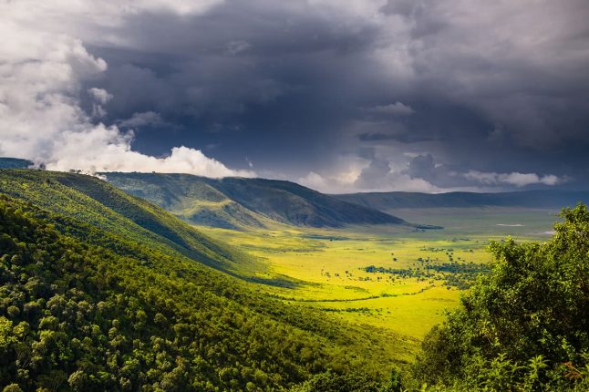 Forest in Ngorongoro Crater, Tanzania