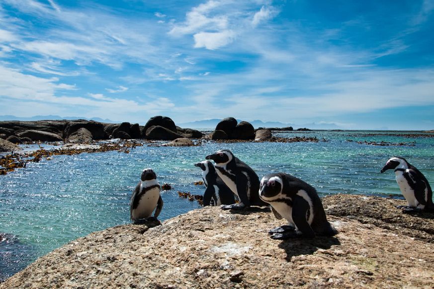 penguins Penguins at Boulders Beach, Cape Town