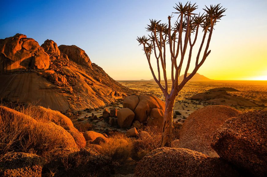 Quiver Tree - Spitzkoppe (Damaraland, Namibia)