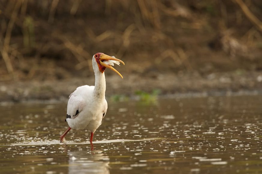 Yellow Billed Stork in Mana Pool, Zimbabwe