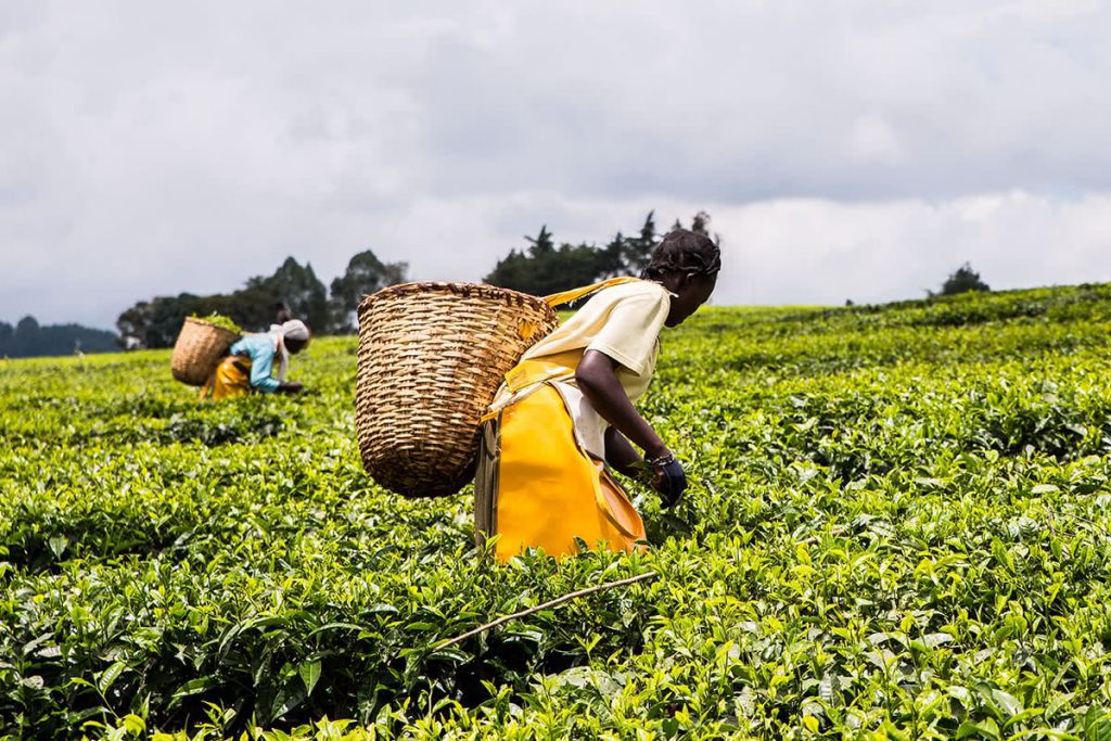 tea-harvesting African Women Carrying Wicker Baskets