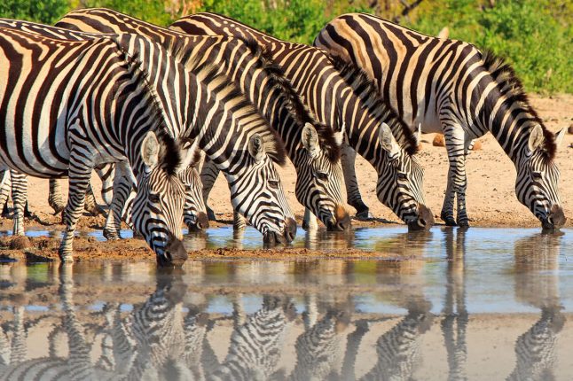 Thirsty Zebras