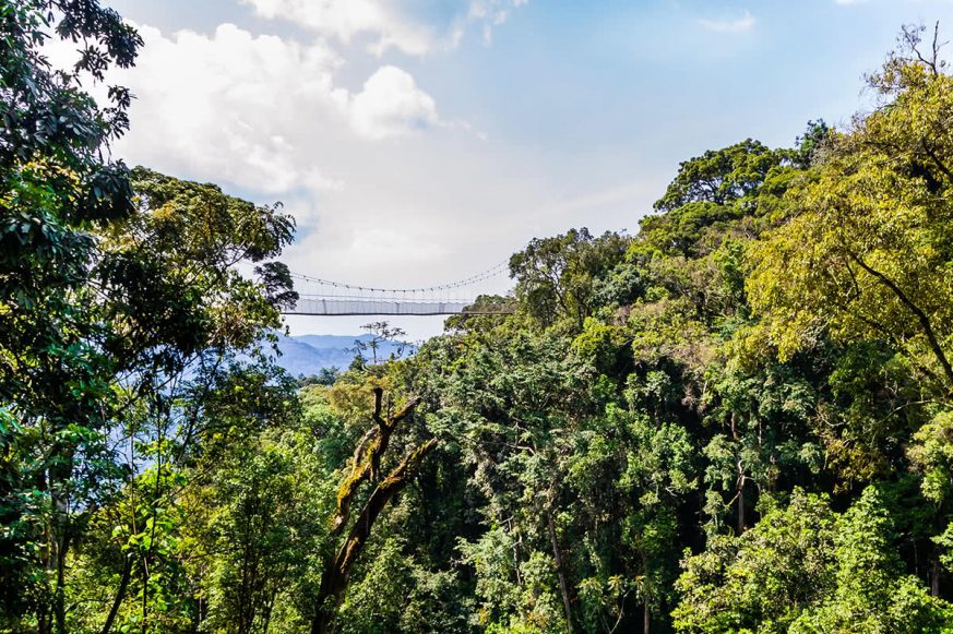 walkway-canopy Walkway Canopy Tour, Bridge in the Rain Forest, Rwanda, Nyungwe National Park