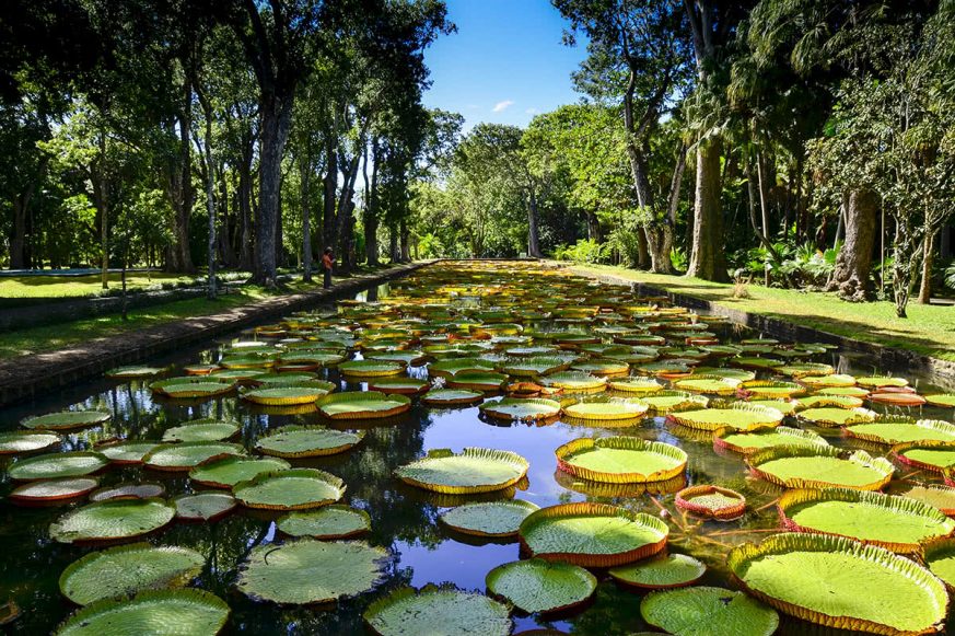 Giant Water Lilies in Pamplemousses Garden in Mauritius