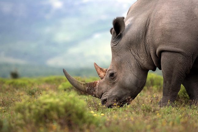 Endangered White Rhinoceros