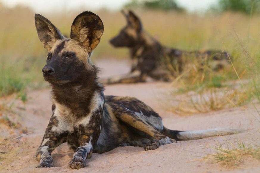 wild-dog Two Wild Dog (Lycaon Pictus) Lying Down