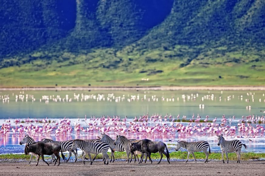 Zebras and Wildebeests Walking Beside the Lake in the Ngorongoro Crater, Tanzania