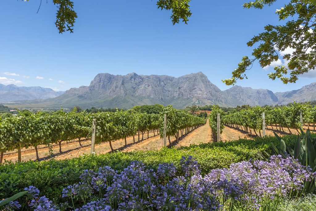 Grape Wineland Countryside in Cape Town, South Africa