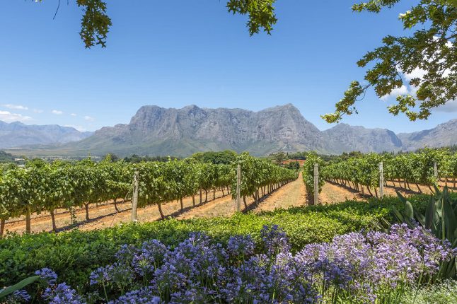 Grape Wineland Countryside in Cape Town, South Africa