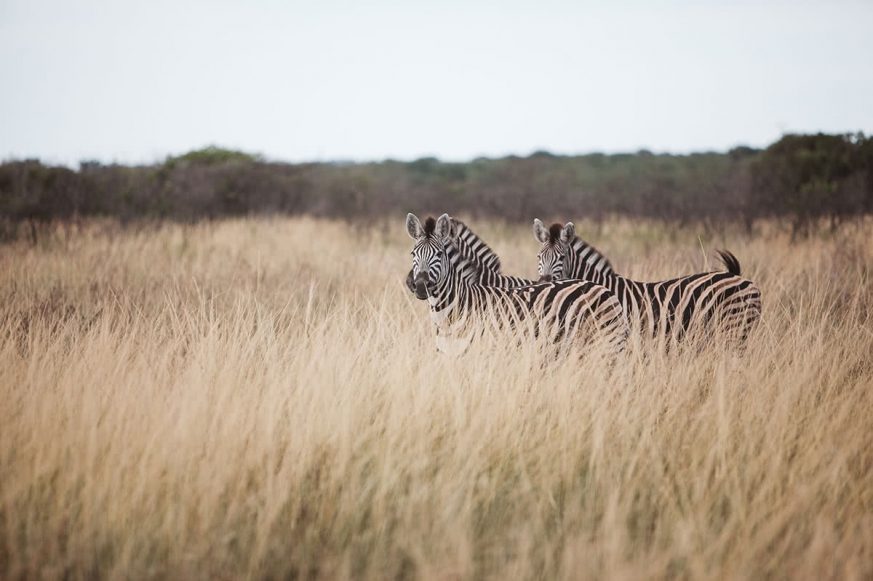 zebras-phinda-game Zebras in the Long Grass at Phinda Game Reserve, South Africa