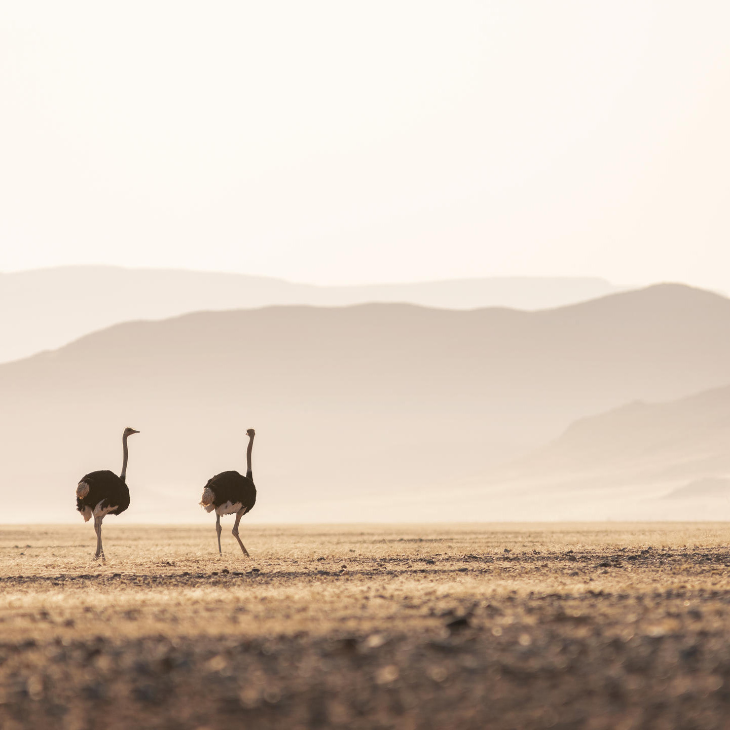Namibian Safari