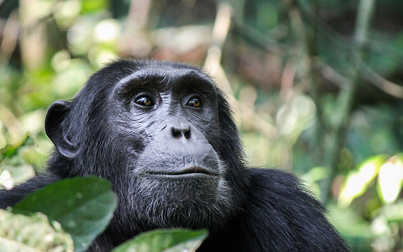 Chimpanzee