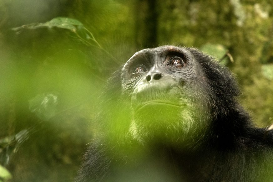 chimpazee_trekking_kibale_sm_001_lr chimpazee_trekking_kibale_sm_001_lr