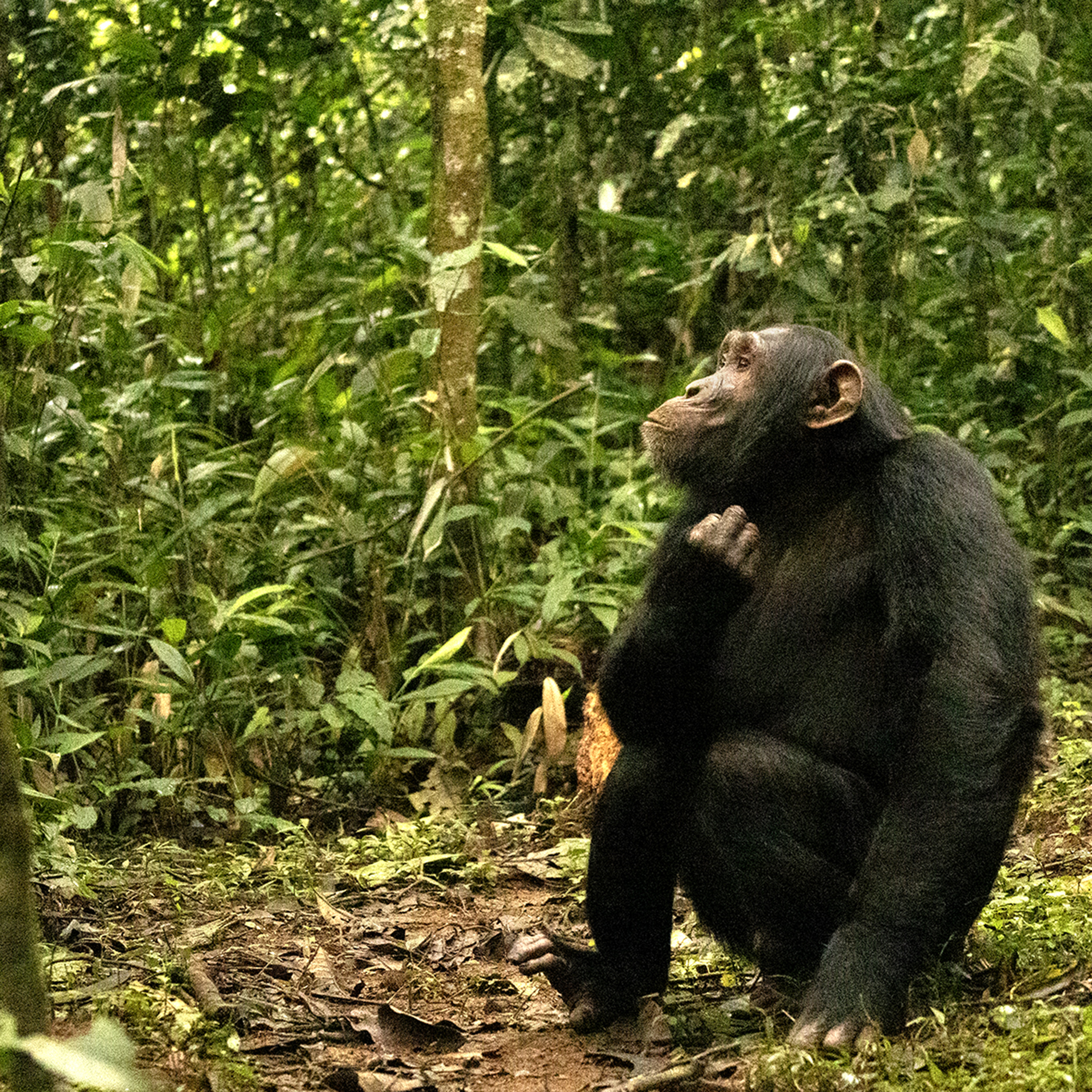 Chimpanzees to the Masai Mara 