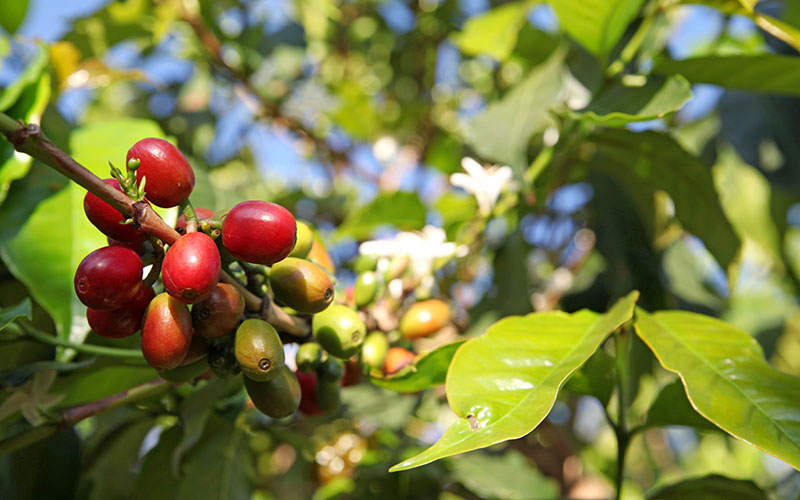 Coffee Plant